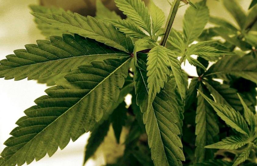 Audit reveals flaws in background check of Minnesota’s first cannabis director