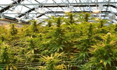 Former Four-Star Hotel in Hull Turned into a Massive Cannabis Farm