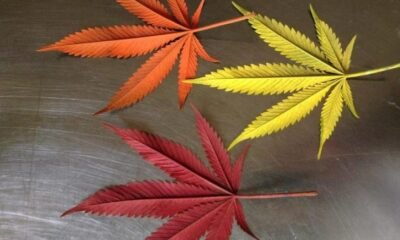 Portland Cannabis Dispensaries Targeted by Serial Robber