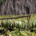 Ancient Guatemalans drank tobacco in rituals, study finds