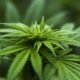 How Connecticut is using cannabis tax revenue to promote social justice
