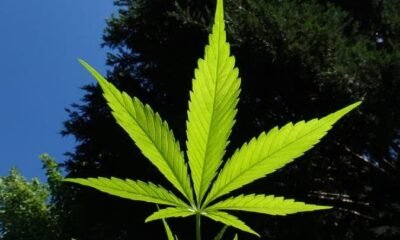 Jersey’s Medicinal Cannabis: The Tightening Grip of Regulation