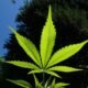 Jersey’s Medicinal Cannabis: The Tightening Grip of Regulation