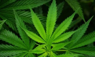 $1,800 in Cannabis Stolen from Warren Vape Store