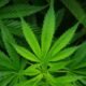 $1,800 in Cannabis Stolen from Warren Vape Store