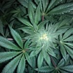 Recreational Cannabis Legalization Linked to Decreased Intimate Partner Violence Rates