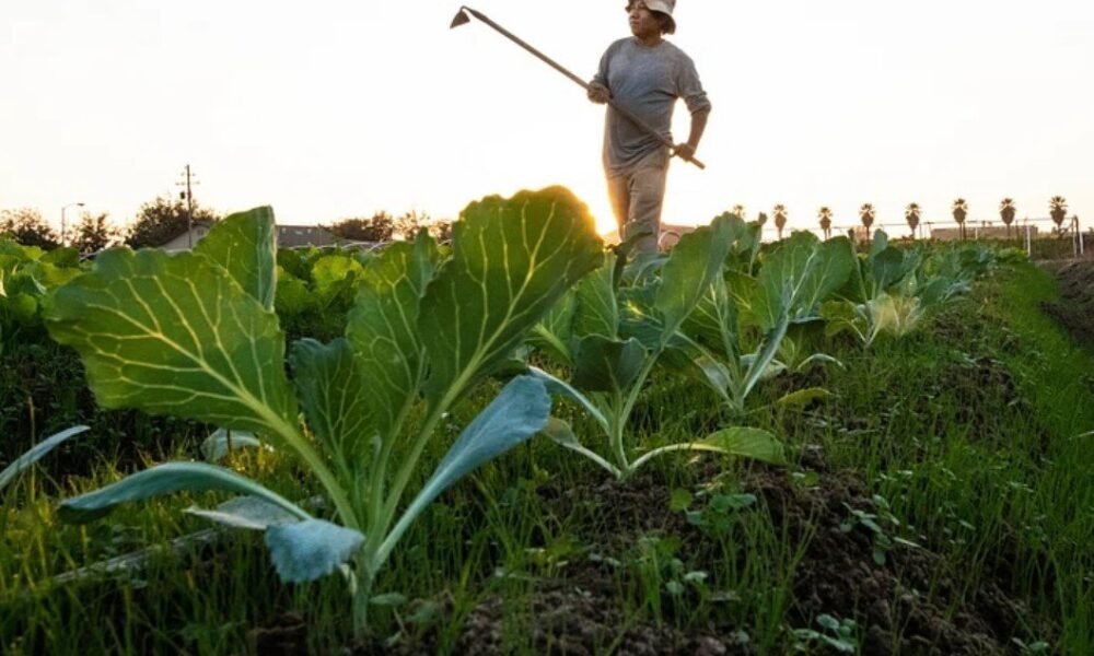 El Niño Hits Tobacco Farmers Hard