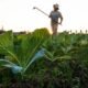 El Niño Hits Tobacco Farmers Hard