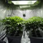 Three Charged After Police Seize Cannabis Worth $1.5 Million in Hunter Valley Raid
