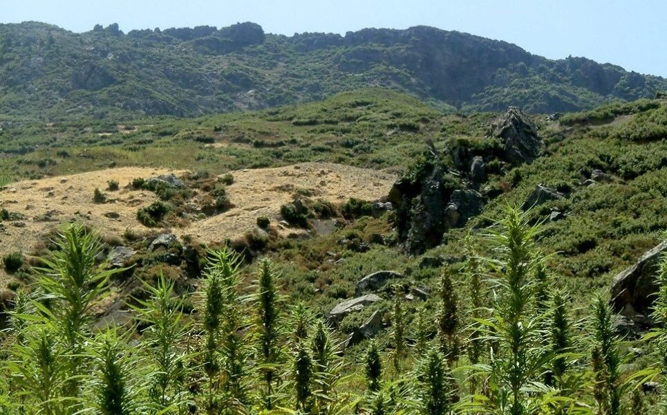 Morocco: The World’s Leading Cannabis Resin Producer