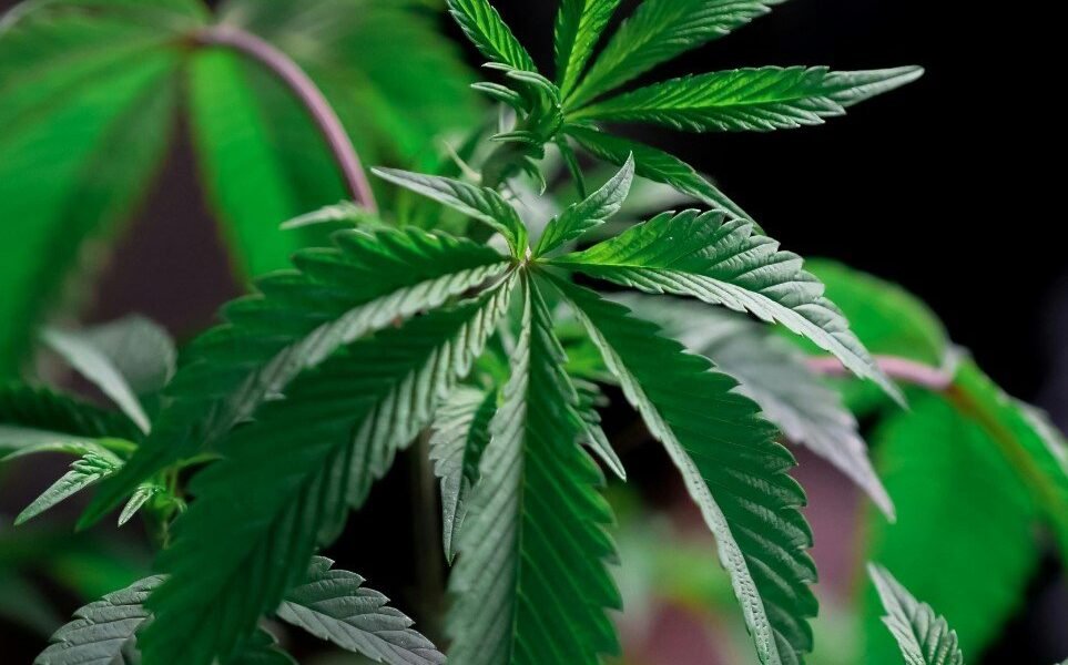 Young Woman Invents Fictional Character After £600 Cannabis Stash Stolen