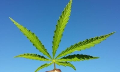 California’s $100M Cannabis Grant Program Mismanaged, Audit Reveals