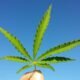 California’s $100M Cannabis Grant Program Mismanaged, Audit Reveals