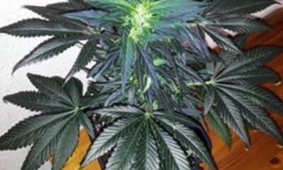 David Paul Watson, Pioneer of Modern Cannabis Cultivation, Dies at 75
