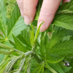 California Governor Vetoes Key Cannabis Shipping Bill