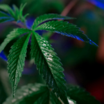 Humboldt Farmer Fights Cannabis Price Crash with Global Push