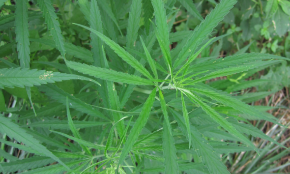 Michigan Slaps 24% Tax on Cannabis in Bold 2026 Move