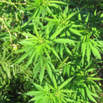 Cannabis Startups Face Tough Market: Key Survival Tips