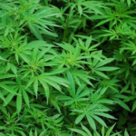 Ohio House Passes Sweeping Cannabis Law Changes in 2025