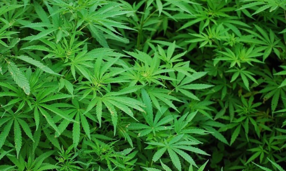 Rhode Island Cannabis Chair Resigns Amid License Delays
