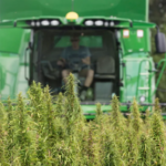 Attorneys General Demand Fix for Hemp THC Loophole