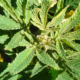 South Carolina Rep. Leads Charge to Save Hemp Industry from Federal Ban