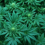 Trump Signs Order to Reschedule Cannabis