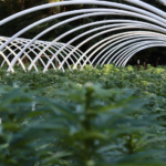 GOP Senators Push to Block Cannabis Rescheduling Move