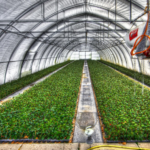 Greenway Greenhouse Cannabis Soars in 2025 with Bold Growth Moves