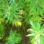 Cannabis Tax Woes: Can ESOPs Save Hemp and Pot Firms?