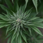 Massachusetts Faces Push to Repeal Cannabis Legalization in 2026