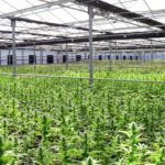 Cannabis Worker’s 2020 Asthma Death Stays Hidden