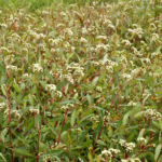 Texas Hemp Fees Set to Skyrocket in Bold Crackdown