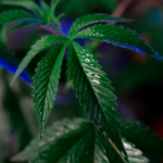 Illinois Cannabis Sales Drop 13% as Prices Crash Hard