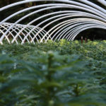 Kansas Democrats Drive Cannabis Legalization Push