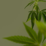 Trump Speeds Marijuana Rescheduling to Schedule III