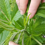 NH Senate Hits Pause on Cannabis Legalization Push