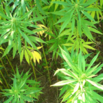 New 2026 Farm Bill Hands Major Win to Industrial Hemp Farmers