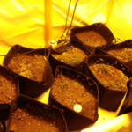 PharmaCann Shuts Denver Plant, Cuts 132 Jobs