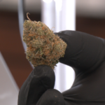 Ohio Lawmakers Override Voters Cannabis Victory