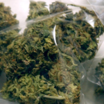 New York Cannabis Processors Race Against Seed-to-Sale Deadline