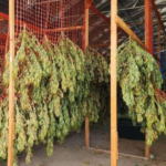 Evers Battles Federal Hemp Ban to Protect Wisconsin Economy