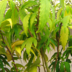 Georgia House Unlocks Medical Cannabis Boom