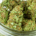 Standard Wellness Opens The Forest in Lakewood Ohio