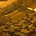 Iowa Toss-Up: Sand Pushes Cannabis Legalization