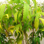 Hidden Calcium Trap Sabotages Indoor Cannabis Grows