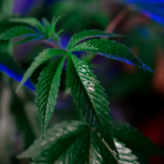 Massachusetts Passes Major Cannabis Law Overhaul