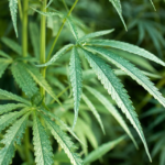 Trump Pushes Hard for Cannabis Rescheduling Now