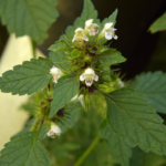 Texas Hemp Ban Delayed: Sellers Fight On