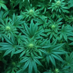 Vast Majority Back Cannabis Rescheduling But Want More